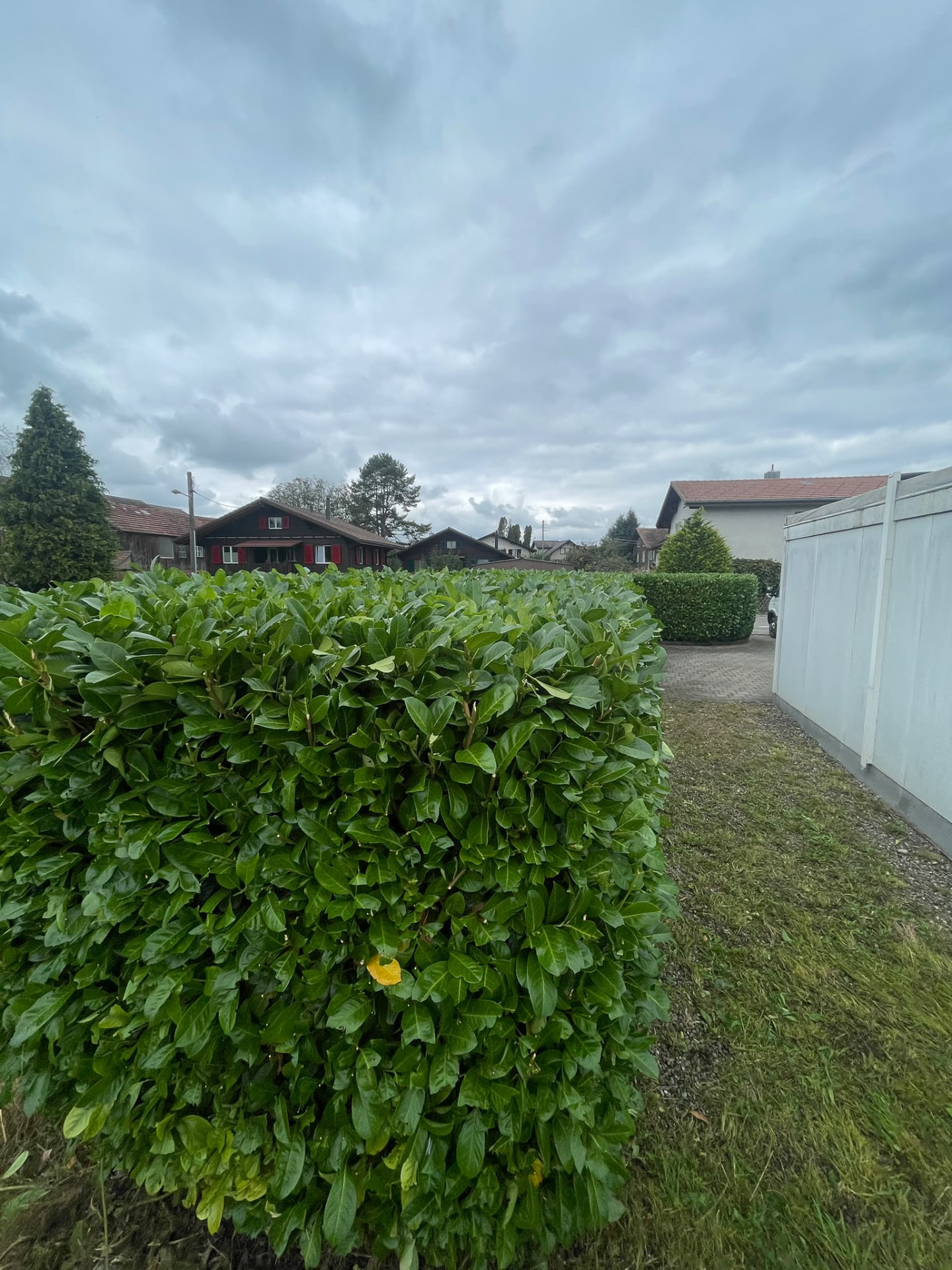 Geschnittene Lorbeerhecke entlang der Liegenschaft
